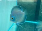 Discus Fish