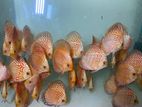 Discus Fish