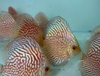 DIscus fish