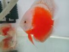 Discus Fish