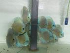 Discus Fish