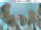 Discus Fish