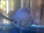 Discus Fish