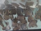Discus Fish