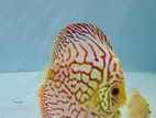 Discus Fish