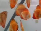 Discus Fish