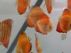 Discus Fish