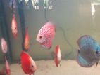 Discus Fish