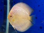Discus fish