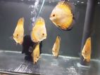 Discus Fish