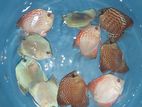 Discus Fish