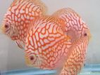 Discus Fish