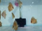 Discus Fish