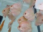 Discus Fish