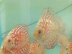 Discus fish
