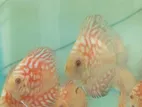 Discus fish