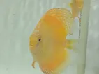 Discus fish