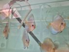 Discus Fish