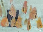 Discus Fish