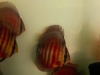 Discus Fish