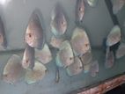 Discus Fish