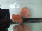 Discus Fish