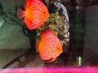 Discus fish