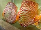 Discus Fish