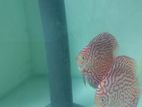 Discus Fish