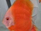 Discus Fish