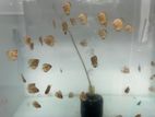 Discus Fish