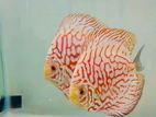 Discus Fish