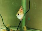 Discus Fish