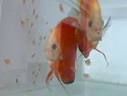 Discus Fish