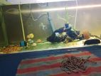 Discus Fish