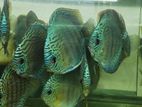 Discus Fish