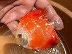 Discus Fish