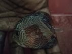 Discus Fish