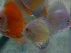 Discus Fish