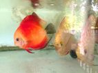 Discus Fish