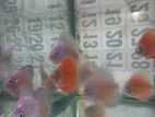 Discus Fish