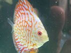 Discus Fish