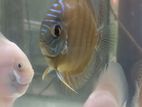 Discus Fish