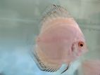 Discus fish