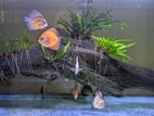 Discus Fish