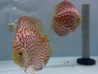 Discus Fish