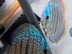 Discus Fish
