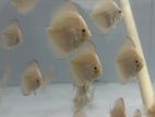 Discus Fish