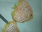 Discus Fish
