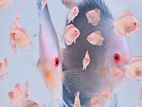 Discus Fish